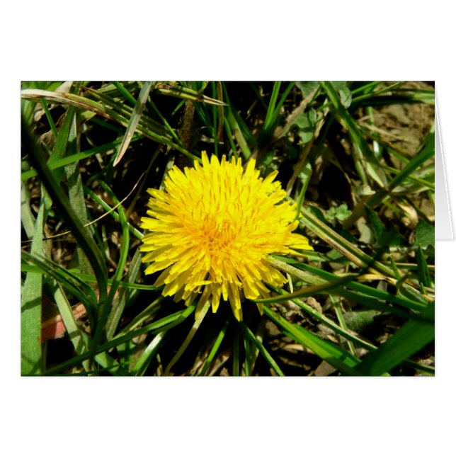 Dandelion (Devant Horizontal)