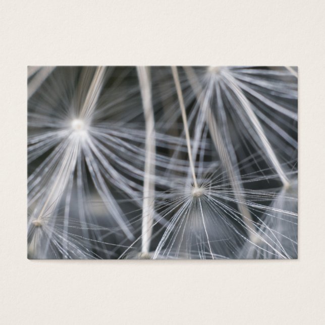 Dandelion (Devant)