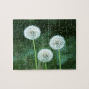 Dandelion 2 legpuzzel