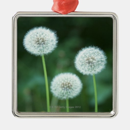 Dandelion 2 metalen ornament (Voorkant)