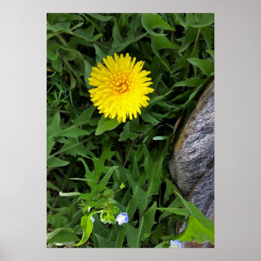 dandelion bij rock poster (Voorkant)