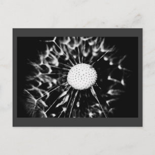 dandelion blacq briefkaart