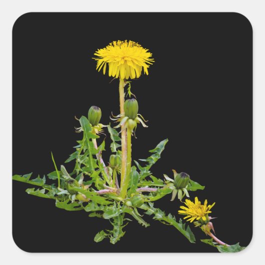 Dandelion blooming vierkante sticker (Voorkant)