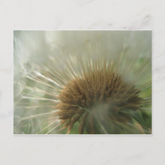 dandelion briefkaart (Voorkant)