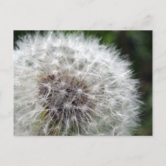 Dandelion Briefkaart