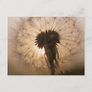 Dandelion Briefkaart