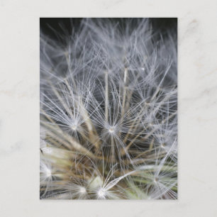 Dandelion Briefkaart