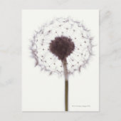 Dandelion Briefkaart (Voorkant)