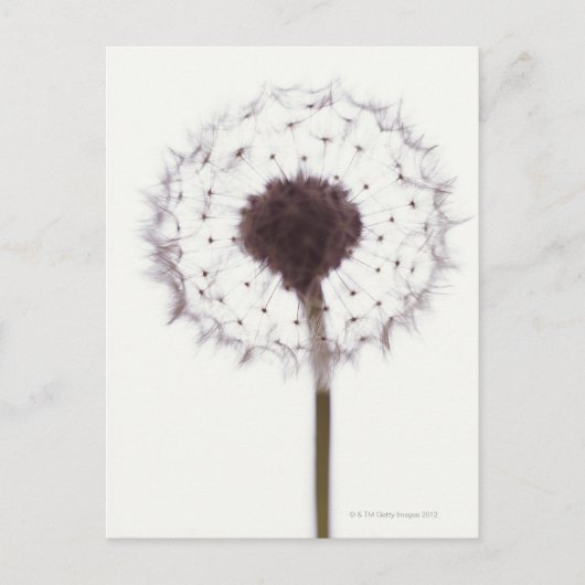 Dandelion Briefkaart (Voorkant)