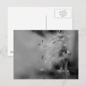 Dandelion Briefkaart (Voorkant / Achterkant)