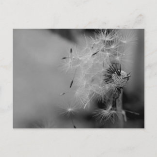 Dandelion Briefkaart