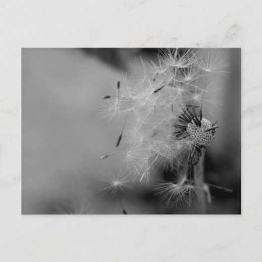 Dandelion Briefkaart (Voorkant)