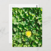 dandelion briefkaart (Voorkant / Achterkant)