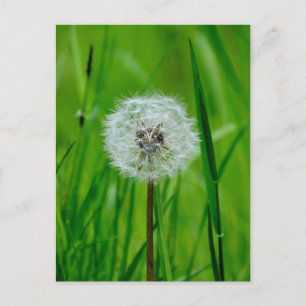 Dandelion - Briefkaart