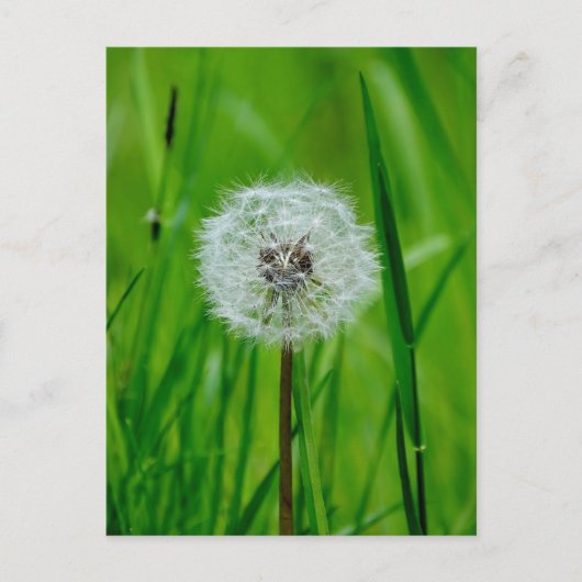 Dandelion - Briefkaart (Voorkant)