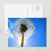 Dandelion Briefkaart (Voorkant / Achterkant)