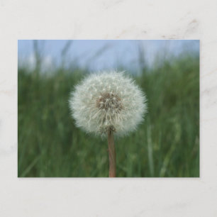 Dandelion Briefkaart