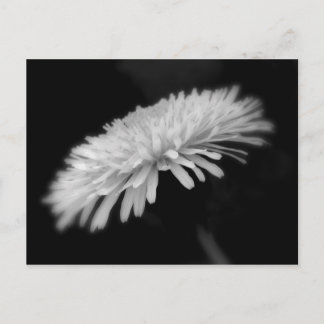 Dandelion Briefkaart