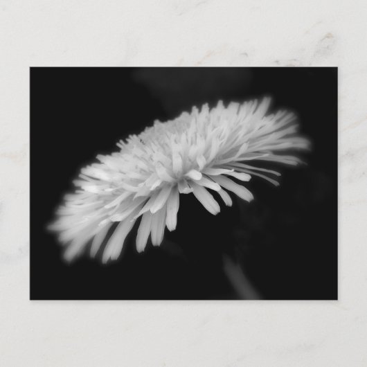 Dandelion Briefkaart (Voorkant)