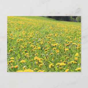 Dandelion Briefkaart