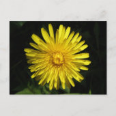 Dandelion Briefkaart (Voorkant)