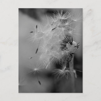 Dandelion Briefkaart
