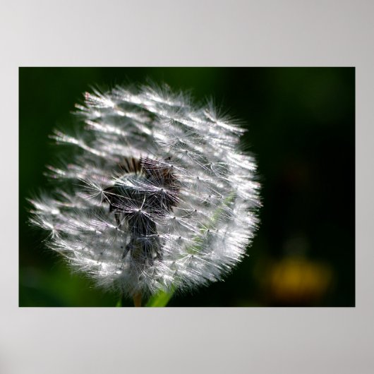 Dandelion brillant - Poster (Devant)