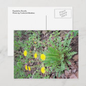 Dandelion Bundle Briefkaart (Voorkant / Achterkant)