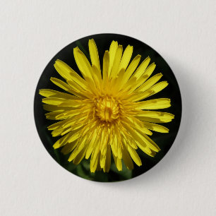 Dandelion Button