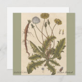 Dandelion by Elizabeth Blackwell (Voorkant / Achterkant)