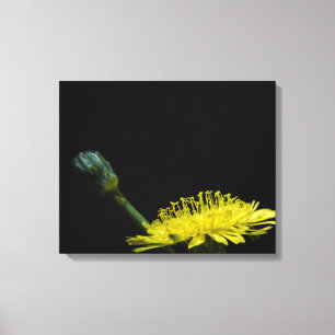 Dandelion Canvas Afdruk