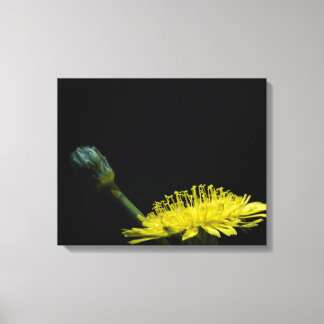 Dandelion Canvas Afdruk