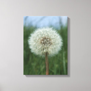 Dandelion Canvas afdrukken