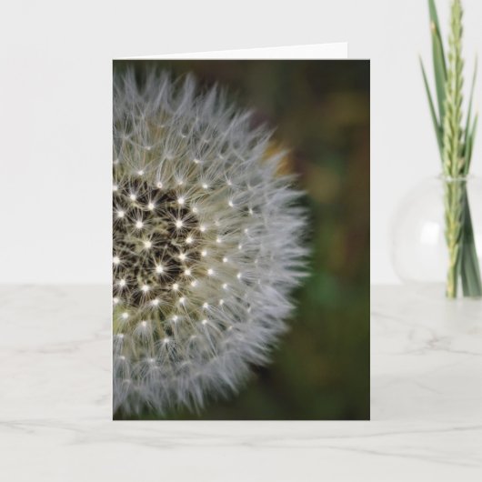 Dandelion, carte (Devant)