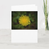 Dandelion, carte (Devant)