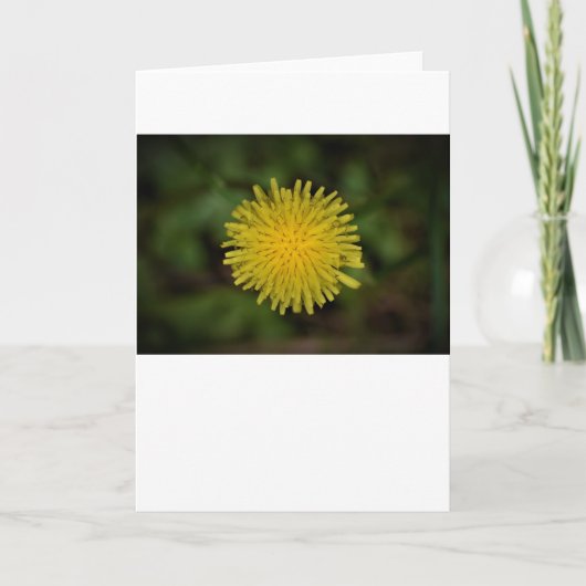 Dandelion, carte (Devant)