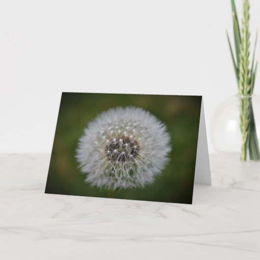 Dandelion, carte (Devant)