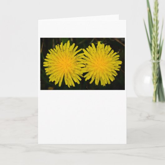 Dandelion, carte (Devant)