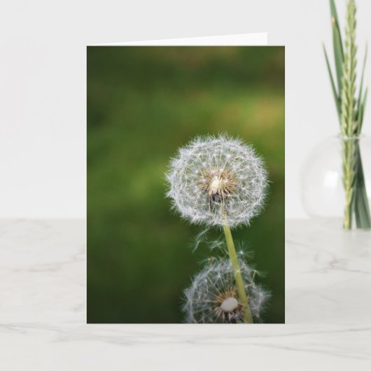 Dandelion, carte (Devant)