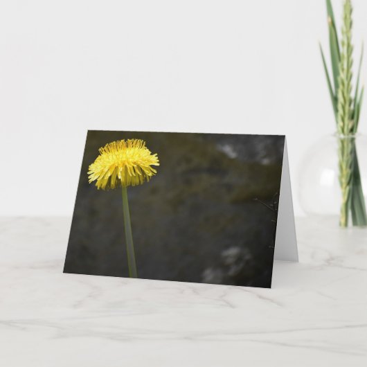 Dandelion, carte (Devant)