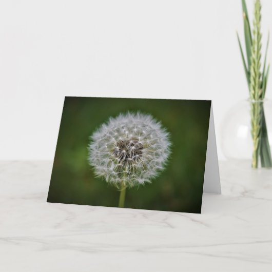 Dandelion, carte (Devant)