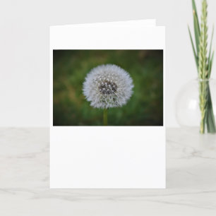 Dandelion, carte