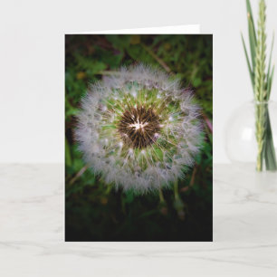 Dandelion, carte