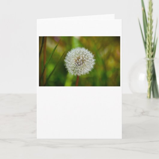 Dandelion, carte (Devant)