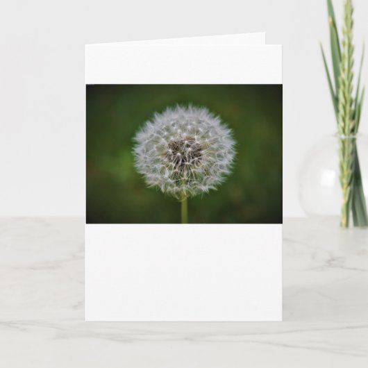Dandelion, carte (Devant)