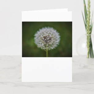 Dandelion, carte