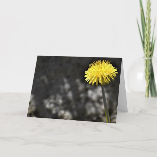 Dandelion, carte (Devant)
