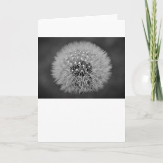 Dandelion, carte (Devant)