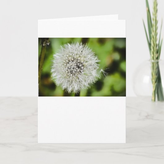 Dandelion, carte (Devant)