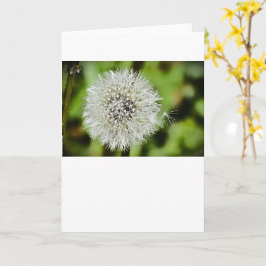 Dandelion, carte (Fleur jaune)